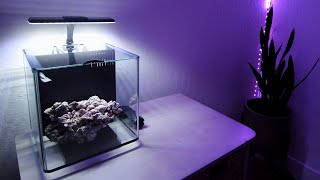 New 37 Gallon Pico Anemone Tank [upl. by Dyche]