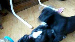 Boxer Mom Stops Puppy Fight [upl. by Asenab]