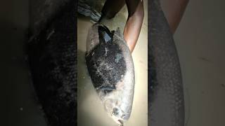 Real Piranha Fish 😱💀  piranha piranhafish viralvideo xmlmusic [upl. by Akinek]