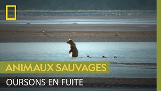 Des oursons traversent un cours deau dangereux pour fuir un mâle menaçant [upl. by Suckram]