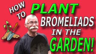 How To Plant Bromeliads in the Garden [upl. by Scheck]