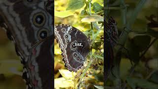 Attractive Insects  Top 5 lustrous Insects in the World shorts insects facts [upl. by Lamonica403]