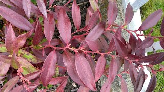 Fall Update Coast Leucothoe quotRejoycequot 4K  October 3 2024 [upl. by Nocaed]