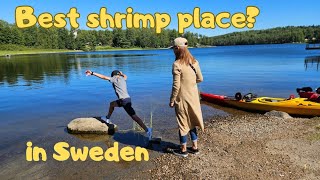 Best shrimp eating place in Sweden [upl. by Bringhurst]