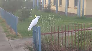 Sulphur crested cockatoo [upl. by Elletse]