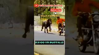 YAMAHA RX100 SOUND BUFFALO REACTION 😱  WAIT FOR END [upl. by Hassi]