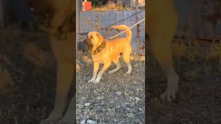 The real monster dog canecorso doglover puppy kangal dogsofyoutube dogbarkingsounds [upl. by Ixela692]