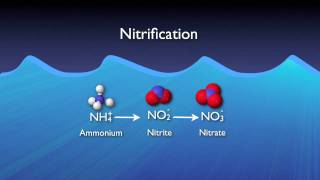 Nitrogen Removal Basics [upl. by Shauna]