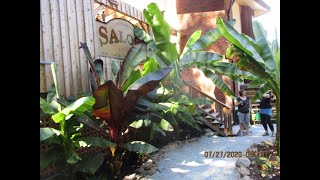 Red Abyssinian Banana growing on Salt Spring Island [upl. by Ellenrahc]