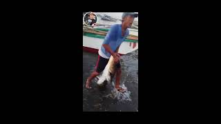 Amazing 26 kg Fresh cobia Rachycentron canadumo Pandawan huli Ng mangingisda [upl. by Man]