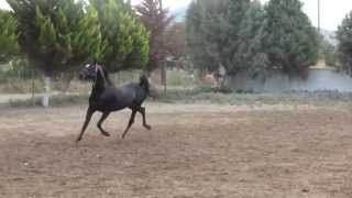 Αραβικο αλογο Μαυρο Επιβητορας  Black Arabian Stallion [upl. by Ribaj]