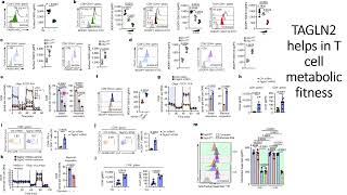 TAGLN2 helps in T cell metabolic fitness Code 714 [upl. by Harrietta]