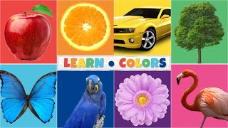 COLORS Song  Colors for Kids [upl. by Siraved]