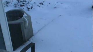 Cute little white ermine weasel Jan 31 2012MPG [upl. by Whall]