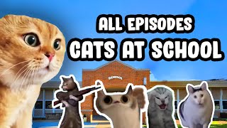 FIRST DAY AT SCHOOL CAT MEME COMPILATION [upl. by Atiuqcaj]