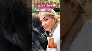 a gorilla killed women animals monkey  gorilla zoo cute pets wildlife  short [upl. by Hamlani501]