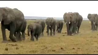 Amboseli National Park Elephants [upl. by Elleina]