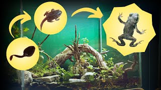 Tadpole to Toad Epic BioActive Paludarium Build [upl. by Atnuahc]