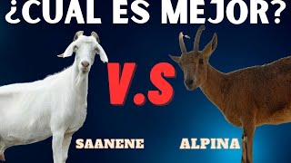 CUAL ES MEJOR CABRA lechera LA Saanen VS Alpina [upl. by Lizned]