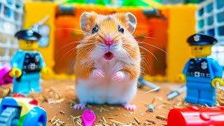 Hamster Escapes the Amazing Pool Maze 🐹 Hamster Maze in Real Life [upl. by Nyladnohr408]