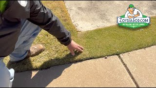 Trinity Zoysia vs Zeon Zoysia  Fine Blade Zoysia Grass Types [upl. by Ailed521]