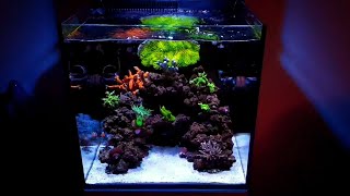 Red Sea MAX NANO reef tank  9 MONTH UPDATE [upl. by Madelle434]