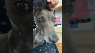 커피한잔할래요 복준 이탈리안그레이하운드 italiangreyhound イタリアングレーハウンド 아이쥐 [upl. by Nashoma]