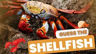 “Marine Mysteries Unveiling Shellfish Crustaceans and More” guesswhat shellfish aquarius sea [upl. by Georgi]