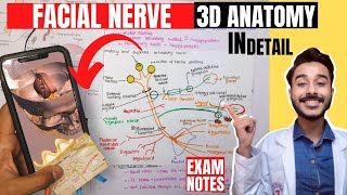 facial nerve anatomy 3d  facial nerve course anatomy  facial nerve branches anatomy [upl. by Ehsrop589]