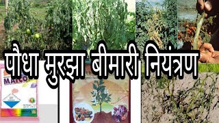 Treatment of Wilt Disease in Chilli Tomato Brinjal crops wilt in hindiTomato wilt [upl. by Mar]