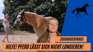 Hilfe Mein Pferd lässt sich nicht longieren So schaffst du es garantiert [upl. by Airuam]