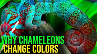 Why chameleons change colors  Chroma Edition [upl. by Negem]