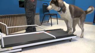 How to Train a Dog To Walk or Run On A Treadmill  Tyler Muto Dogmanship [upl. by Greenes]