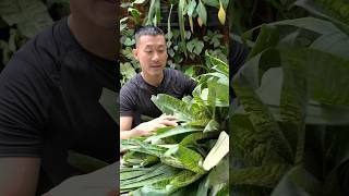 Easy Bromeliad General Care Tips  Vriesia ospinae var gruberi [upl. by Ecnarretal]