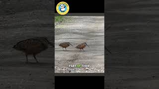 American Woodcocks Dancing [upl. by Geilich]