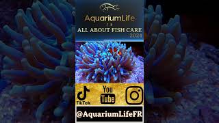 ocellaris reef reeftank aquarium aquariumfish ytshorts youtubeshorts youtube new nature [upl. by Riada860]