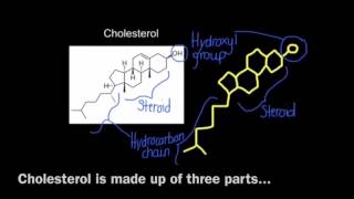 13 Application Cholesterol in animal cell membranes [upl. by Shelia327]