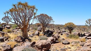 The Quiver Tree Forest and the Rock Hyraxes Namibia [upl. by Enohsal]