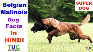 Belgian Malinois Dog Facts in HINDI  Popular Dogs  TUC  The Ultimate Channel [upl. by Ellennahs3]