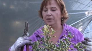 Plant Care amp Gardening  How to Prune Holly Shrubs [upl. by Lenra]