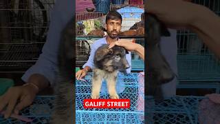 Galiff Street Pet Market। Dog Market shorts Dog petmarket galiffstreet [upl. by Cira]