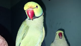 ine donon ki to badmashi sun sun ke thak gai hunSanatan Dharmayoutubeshorts shortvideos birds [upl. by Mailliwnhoj]