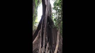 Kapok tree  life jackets are made of it  Gambia  Africa [upl. by Sebbie]