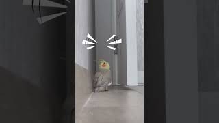 Female Cockatiel CALLING MALE 😀 Cockatiel Flock Call  Cockatiel Sounds  Cockatiel Bird Shorts [upl. by Cathrine]