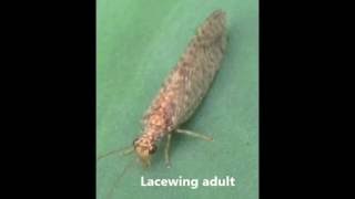 Insectary Settings for Arthropod Pest Management Part 1 [upl. by Lontson]