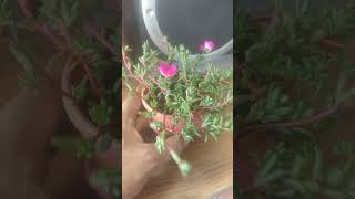 Succulent portulaca [upl. by Sension]