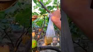 A Bag Of Water Would Do The Bending Work For Fruit Tree Branches farming ideas agriculture [upl. by Arek483]