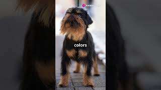 Meet the Affenpinscher The Monkey Terri dog doglover petlovers dogshorts pets cutedog puppy [upl. by Mooney]