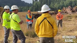 Redwoods Rising stream restoration creates ideal habitat for salmon [upl. by Noeruat]