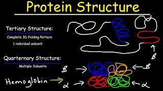 Protein Structure  Primary Secondary Tertiary amp Quarternary  Biology [upl. by Elokyn]